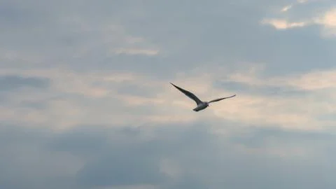 Single seagull in flight with spread wings Stock-Fotos