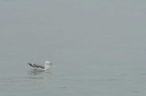 Single seagull floating in water Foto stock