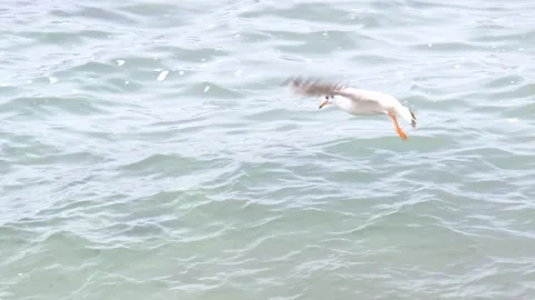 Single seagull flying above the turquoise color water Stock Footage 152491676