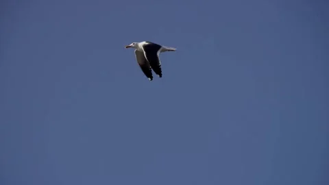 Single seagull flying across clear deep blue sky wings Stock Footage 329816399