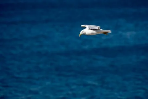 Single Seagull Flying Bird with Open Wings on Clear Blue Sea Stock Photos