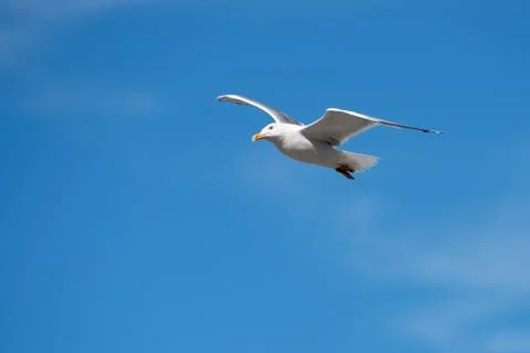 Single Seagull Flying Bird with Open Wings on Clear Blue Sky Stock Photos