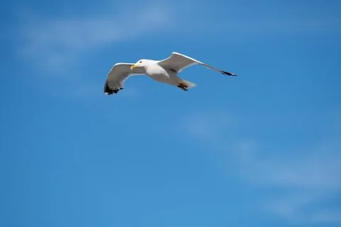 Single Seagull Flying Bird with Open Wings on Clear Blue Sky Stock Photos