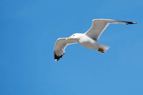 Single Seagull Flying Bird with Open Wings on Clear Blue Sky Stock Photos