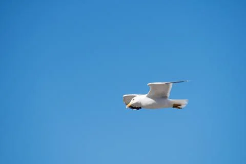 Single Seagull Flying Bird with Open Wings on Clear Blue Sky Stock Photos