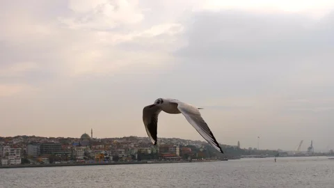 Single Seagull Flying Closer to Camera on Bosphorus Istanbul 50fps Stock Footage 121370156