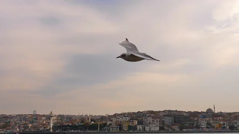 Single Seagull Flying Closer to Camera on Bosphorus Istanbul 50fps Video stock 121370260