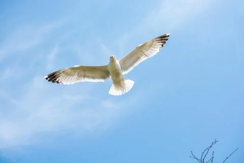 Single seagull flying in a cloudy sky Stock Photos