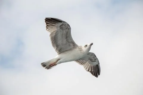 Single seagull flying in a cloudy sky Fotos de archivo