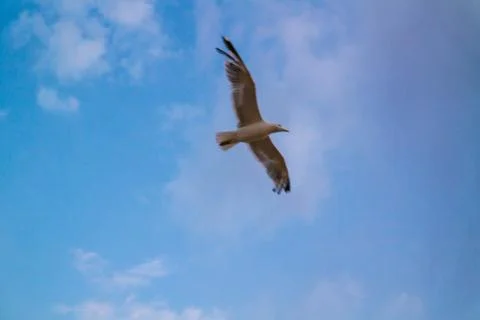 Single seagull flying in a cloudy sky as a background Stock Photos