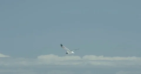Single Seagull Flying Over Beach - 4K Vídeos de archivo 83860203