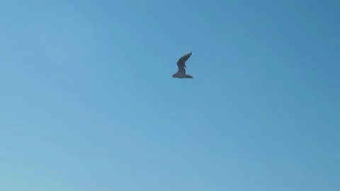 Single Seagull Flying Over Beach Stock Footage 157590758