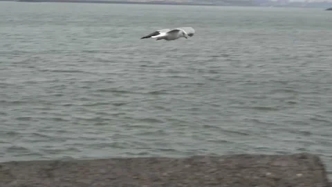 Single seagull flying over rocks seaside 動画素材 150398322