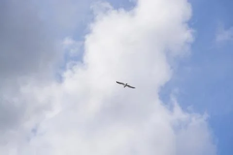 Single seagull flying overhead Stock Photos