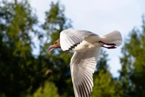 Single seagull flying in a sky as a background Stock Photos