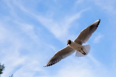 Single seagull flying in a sky as a background Stock Photos