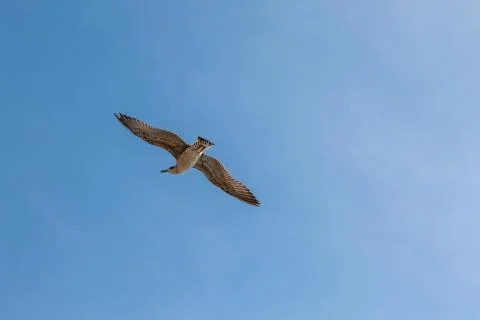 Single seagull flying in a sky as a background. Stock Photos