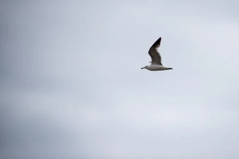 Single seagull flying in a sky as a background Stock Photos
