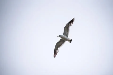 Single seagull flying in a sky as a background Stock Photos
