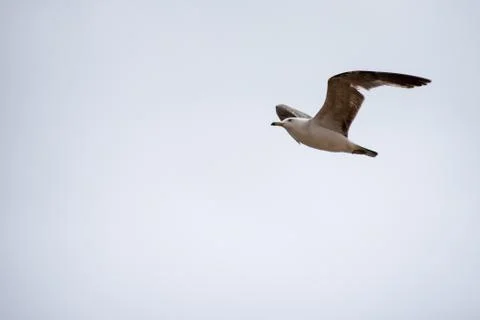 Single seagull flying in a sky as a background Stock Photos