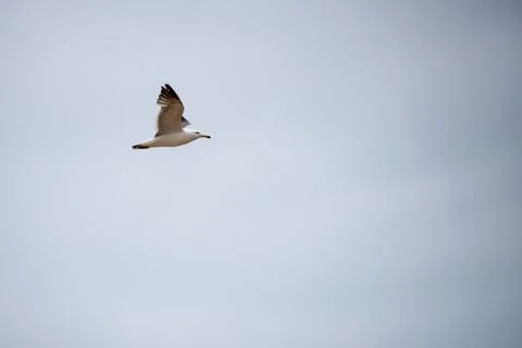 Single seagull flying in a sky as a background Stock Photos