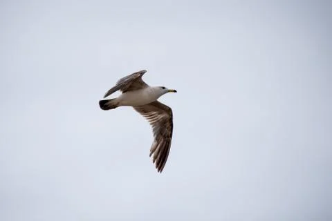 Single seagull flying in a sky as a background Stock Photos