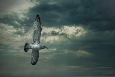 Single seagull flying in a sky as a background Foto stock