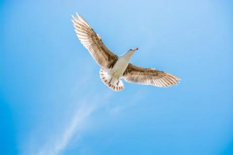 Single seagull flying in a sky Stock Photos