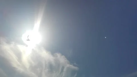 Single seagull flying through the sun in sunny sky with few clouds Slow motion Stock Footage 148678854