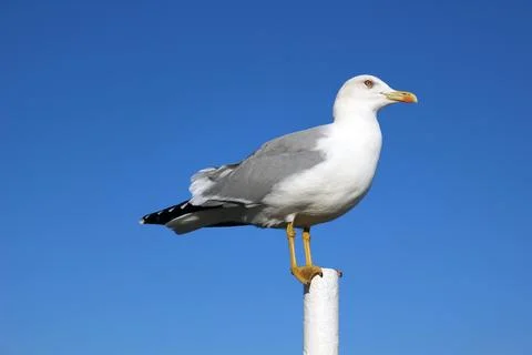 Single seagull with folded wings and closed beak against blue sky Stock Photos