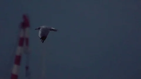 Single seagull loop flight over the sea coast in the evening time Video stock 71813556