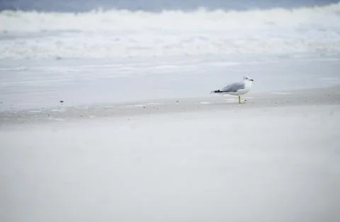 Single seagull at the ocean beach Stock Photos