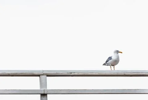 Single seagull with an orange beak on a white fence Stock Photos