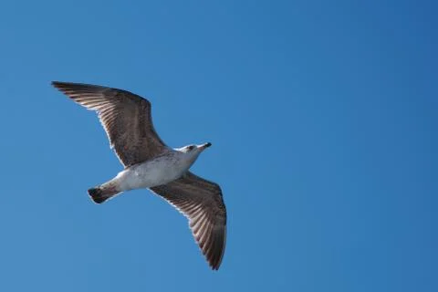 A single seagull Stock Photos