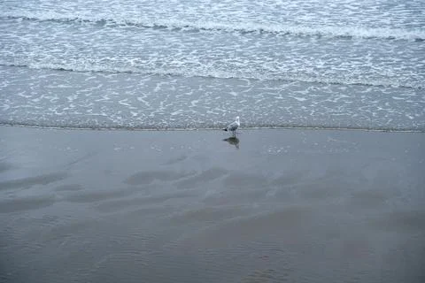 Single Seagull Standing at the Edge of Waves on a Sandy Beach Stock Photos