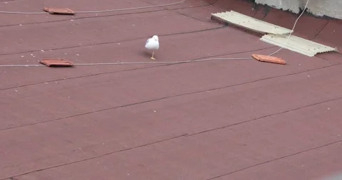 A single seagull strides across a red felt rooftop, one leg lifted Stock Footage 320171551