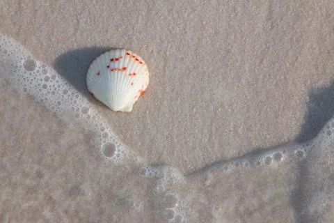 A single seashell on the beach with waves subsiding. Stock Photos