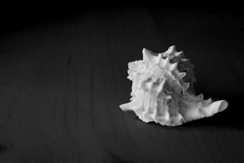 Single seashell in black and white Stock Photos