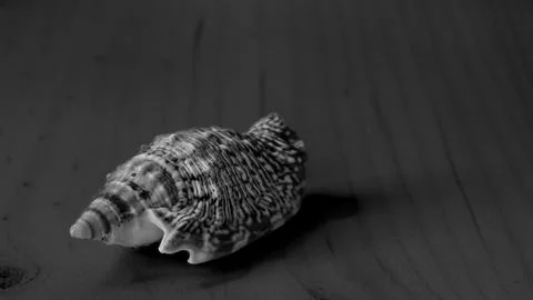 Single seashell in black and white Fotos Stock