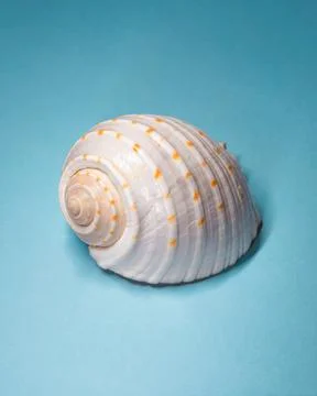 Single Seashell Close Up On Blue Background Minimal Studio Still Life Stock Photos