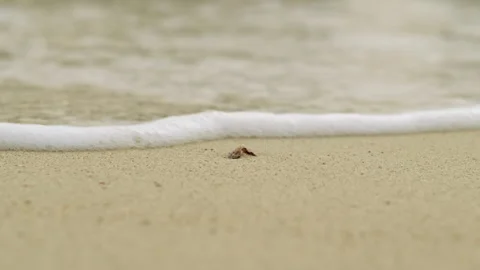 Single Seashell on Flat Sandy Beach Washed by Gentle Ocean Tide Stock Footage 330810588