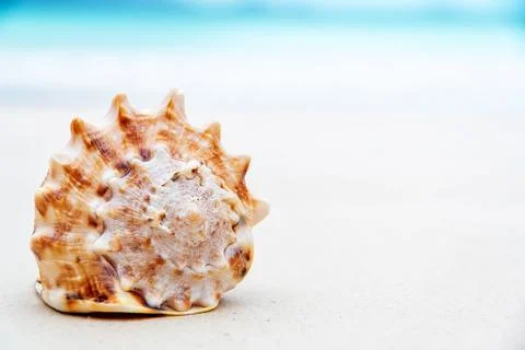 A single seashell lies on a bed of white sand with a blurred blue ocean Stock Photos