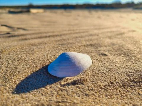 Single seashell lying on sandy beach surface, close up low angle view with .. Foto stock