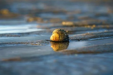 Single seashell reflected on a tranquil beach during low tide. Stock Photos