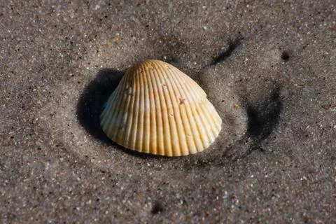 A single seashell on the seashore, close-up 库存照片