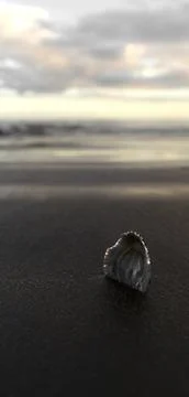 A single seashell sits on a sandy beach as the sun sets in the background, ca Foto stock
