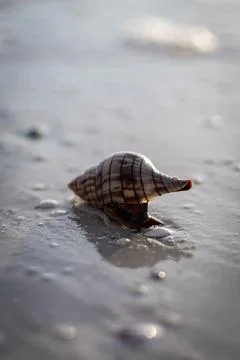 Single Seashell on Wet Sand Beach Shoreline Close-Up Stock Photos