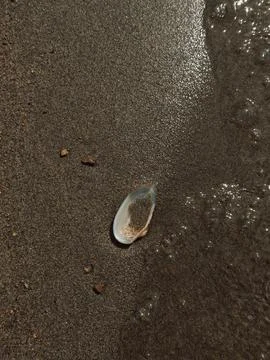 Single seashell on wet sand beside receding seawater, minimal beach background Foto stock