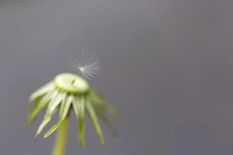 Single seed on a dandelion Stock Photos