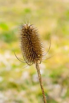 Single seed head or comb of wild teasel or fuller's teasel Stock Photos